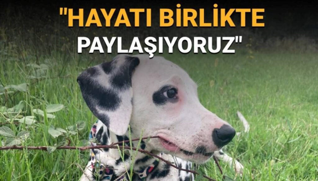 4 Ekim Hayvanları Koruma Günü Mesajları: "Mutlu anılarımız, yaşamın özünde ve doğanın her köşesinde onlarla dolu."