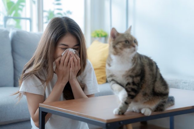 Kedi Alerjisinin Belirtileri ve Tedavi Yöntemleri Nelerdir?