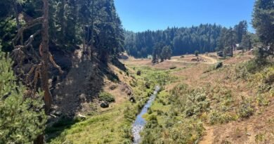Batı Karadeniz'in Gözdesi: Düzce Gezilecek Yerler Rehberi