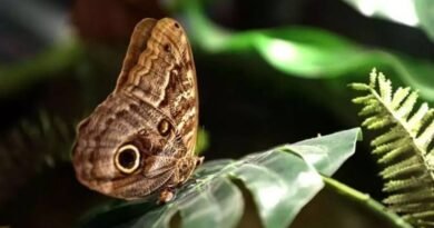 Anadolu’nun Zenginlikleri Ekranda! “Her Şehir Bir Miras”ta Bugün: Konya Tropikal Kelebek Bahçesi