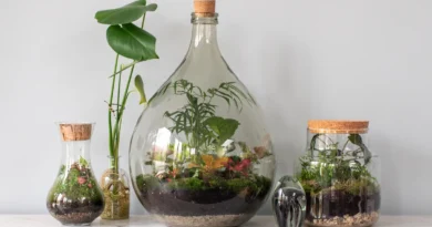 Sukulent ve Teraryum Aranjmanı Oluşturma Kılavuzu