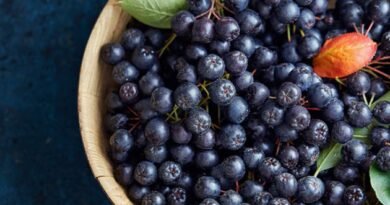 Aronya Nedir? Aronya Meyvesinin Faydaları Nelerdir?