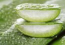 Aloe Vera'nın Tüm Merak Uyandıran Faydaları