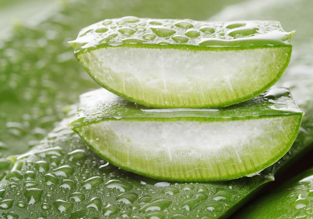 Aloe Vera'nın Tüm Merak Uyandıran Faydaları