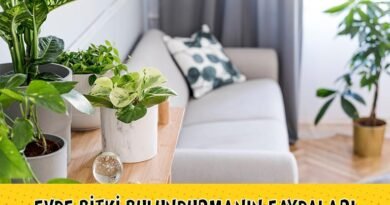 Evde Bitki Bulundurmanın Avantajları: Yararlı Çiçek Türleri