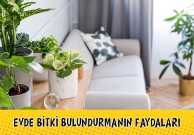 Evde Bitki Bulundurmanın Avantajları: Yararlı Çiçek Türleri