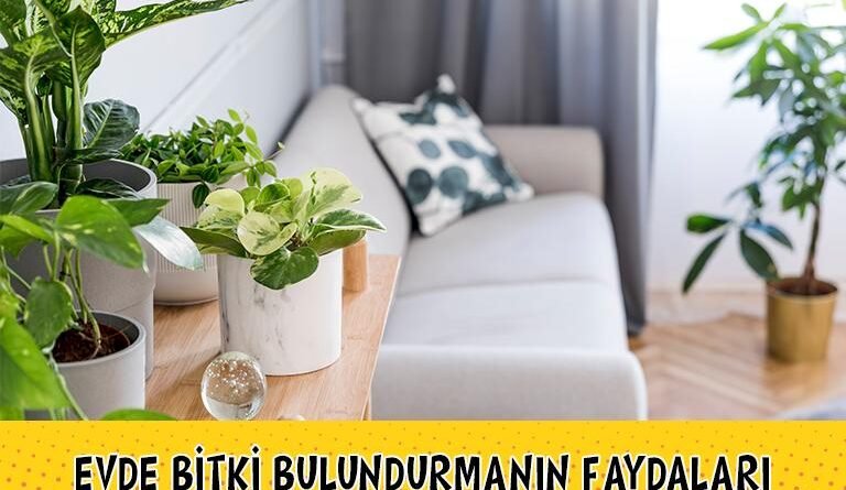 Evde Bitki Bulundurmanın Avantajları: Yararlı Çiçek Türleri