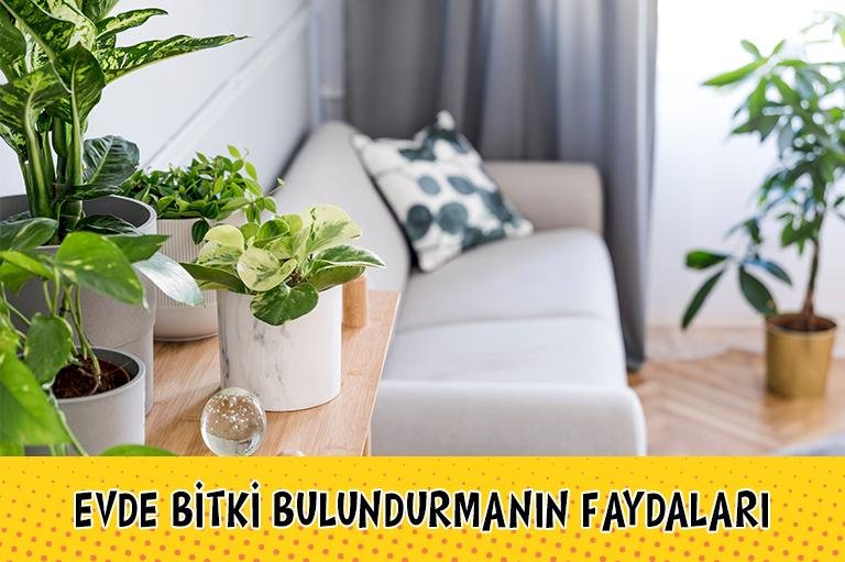 Evde Bitki Bulundurmanın Avantajları: Yararlı Çiçek Türleri