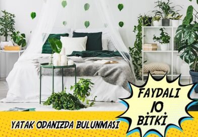 Yatak Odanızda Olması Gerekli 10 Canlı Bitki Çiçeksepeti