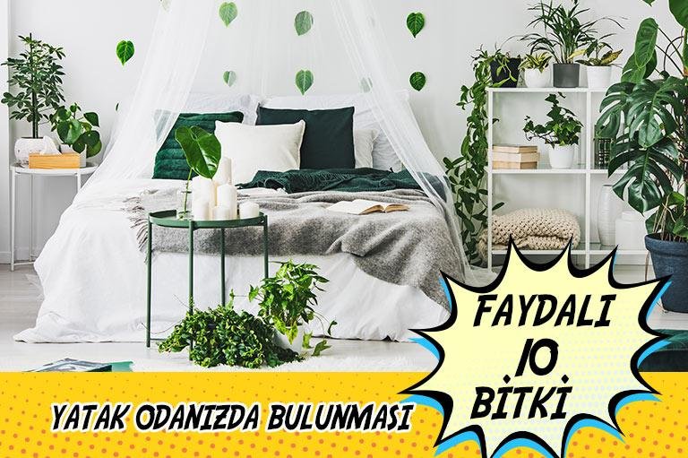Yatak Odanızda Olması Gerekli 10 Canlı Bitki Çiçeksepeti