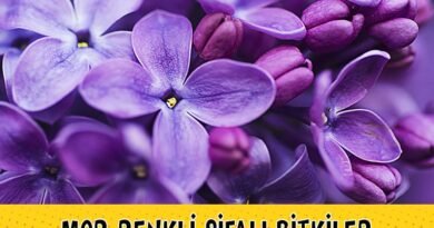 Renkli Bitkiler: Şifalı Bitkiler Hakkında Detaylar