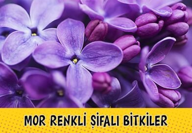 Renkli Bitkiler: Şifalı Bitkiler Hakkında Detaylar