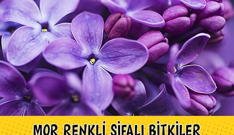 Renkli Bitkiler: Şifalı Bitkiler Hakkında Detaylar
