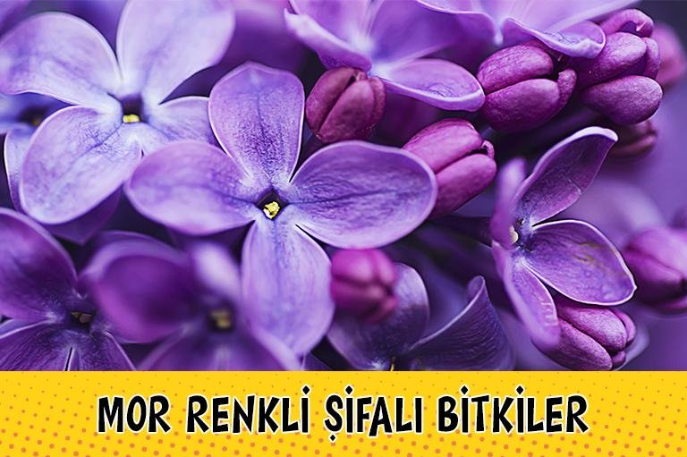 Renkli Bitkiler: Şifalı Bitkiler Hakkında Detaylar