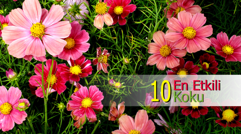 Kokular Zihnimizi Nasıl Şekillendirir? (En Etkili 10 Koku)