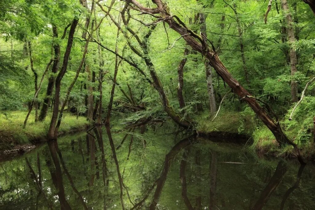 Karadeniz Kıyılarında Doğayla İç İçe: İğneada Longoz Ormanları Milli Parkı Rotaları