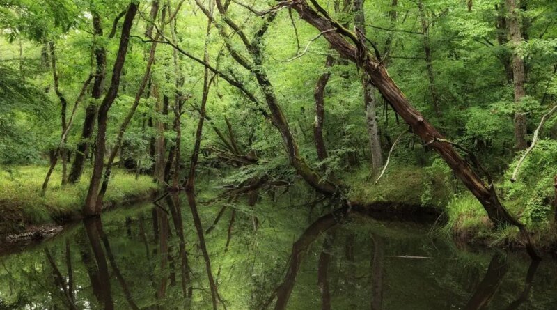 Karadeniz Kıyılarında Doğayla İç İçe: İğneada Longoz Ormanları Milli Parkı Rotaları